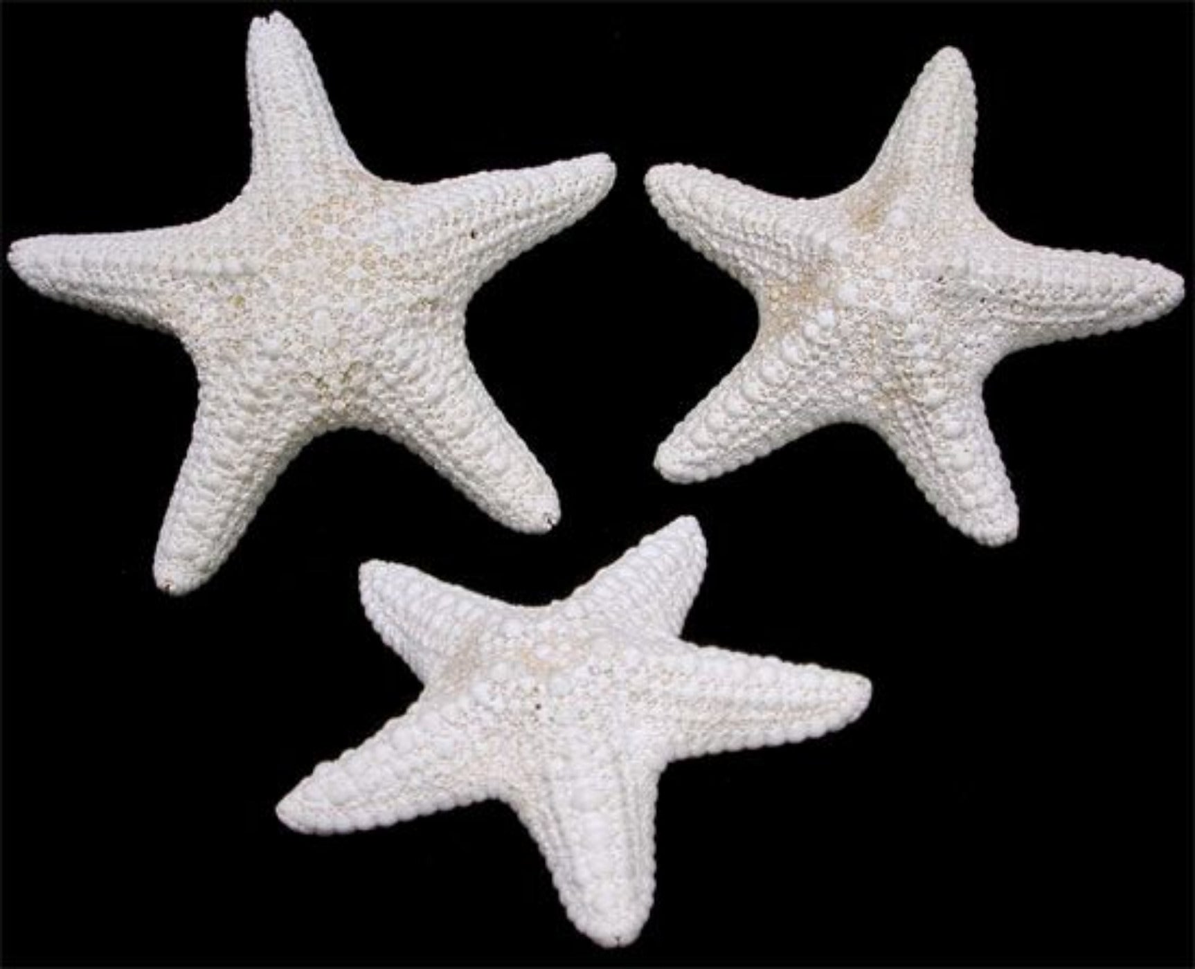 Dyed White Common Starfish measuring 3 to 5" Sold Each       40626
