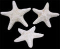 White Dyed Common Starfish measuring at least 5" Sold Each      40626