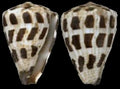 Ebraeus Cone shell measuring 3/4 to 1 1/4" Sold Each  30626