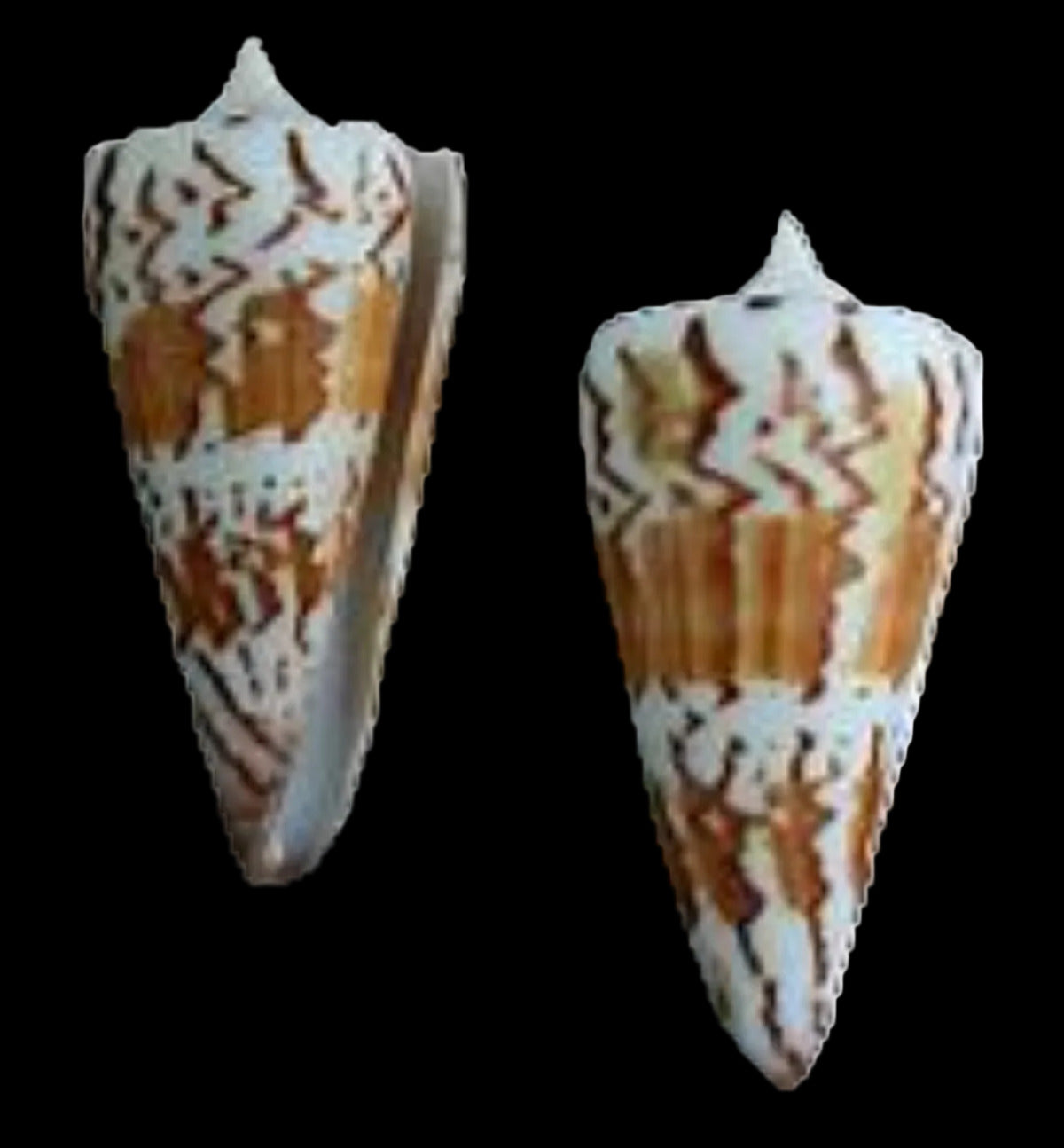 Cone Shell (Generalis)  1 1/2 to 2" Sold Each ####