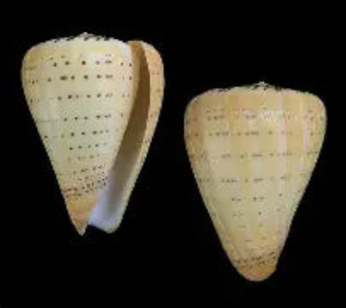 Bitulinus Cone shell measuring 2 to 3"  Sold Each   30826