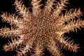 Crown of Thorns Starfish measuring 6 to 8" Sold Each   61626