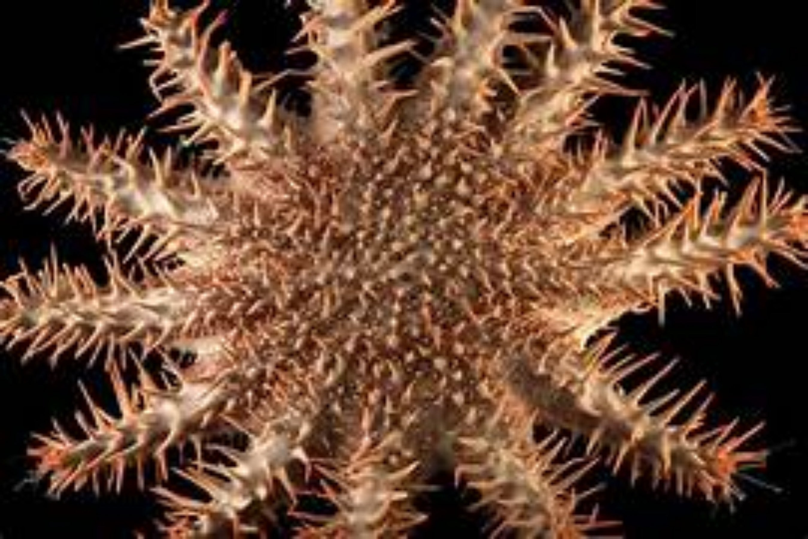Crown of Thorns Starfish measuring 6 to 8" Sold Each   61626