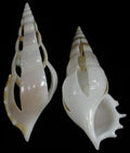 Cut Tibia Curta Shells measuring 3 1/2 to 4" Sold Each   31826