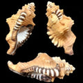 Lotoriam  Triangularis Cymatium Shells measuring 4 to 5" Sold Each    32926
