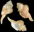 Ranularia Pyrum Cymatium Shells measuring 2 to 3" Sold Each    32926