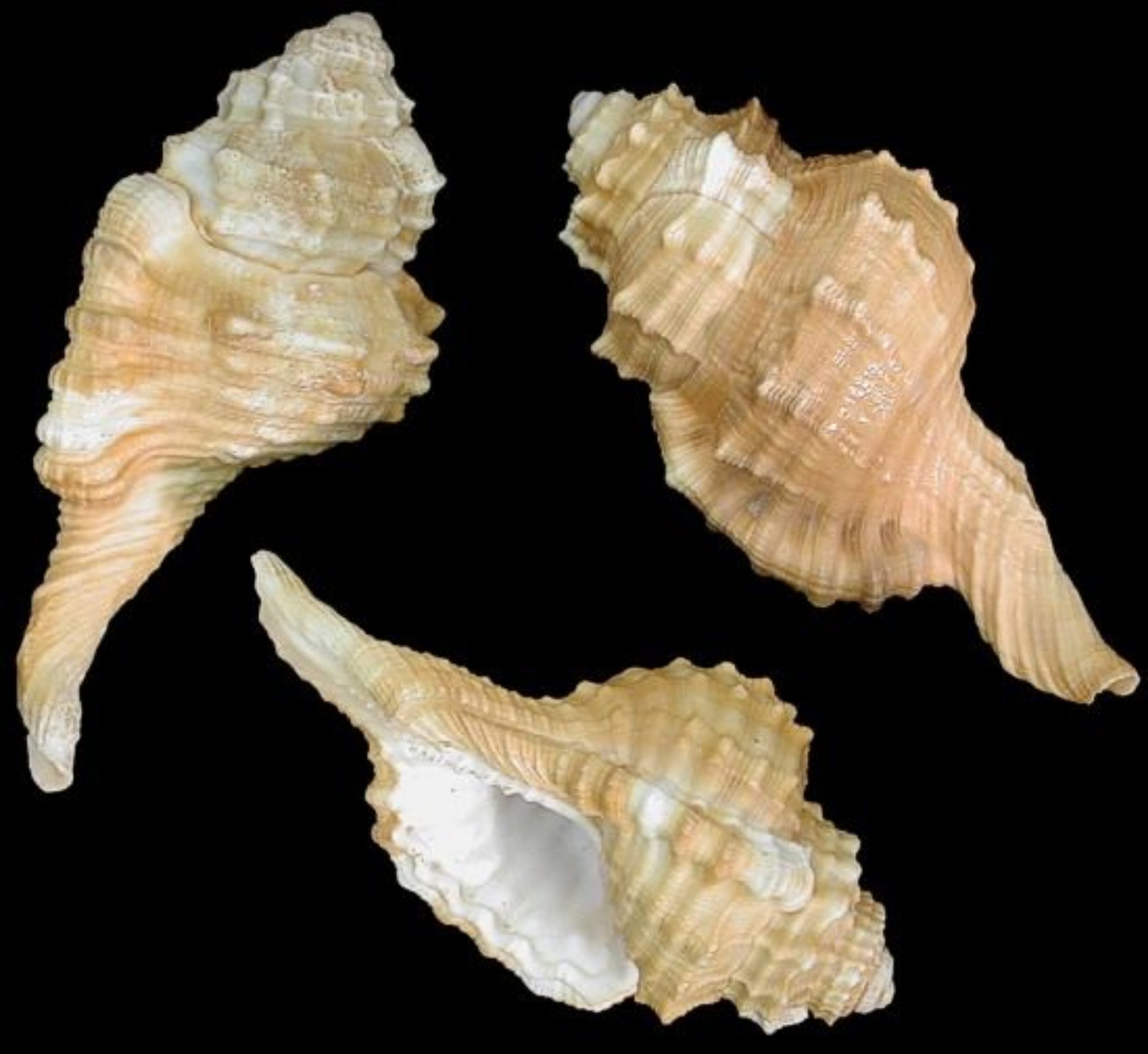 Ranularia Pyrum Cymatium Shells measuring 2 to 3" Sold Each    32926