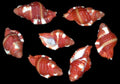 Rubeculum Cymatium Shells measuring approximately  1" Sold each   32926