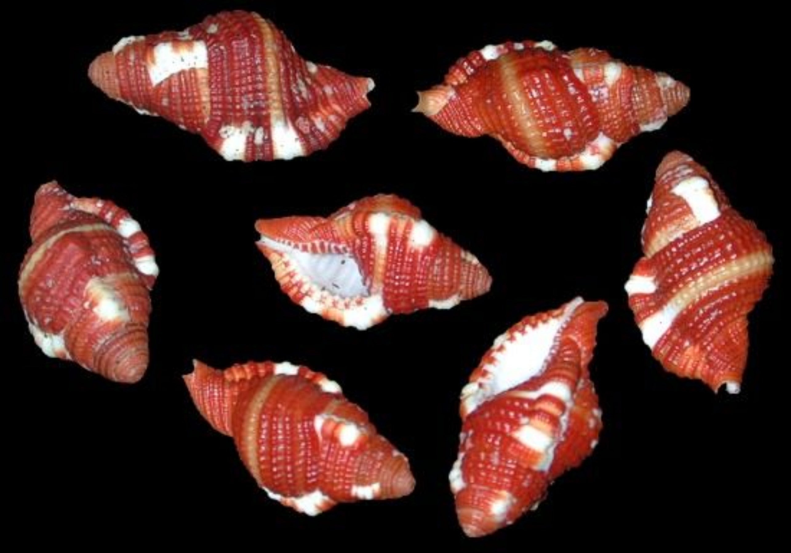 Rubeculum Cymatium Shells measuring approximately  1" Sold each   32926
