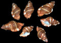 Sarlostoma Cymatium Shell measuring 1" or less Sold Each      32926