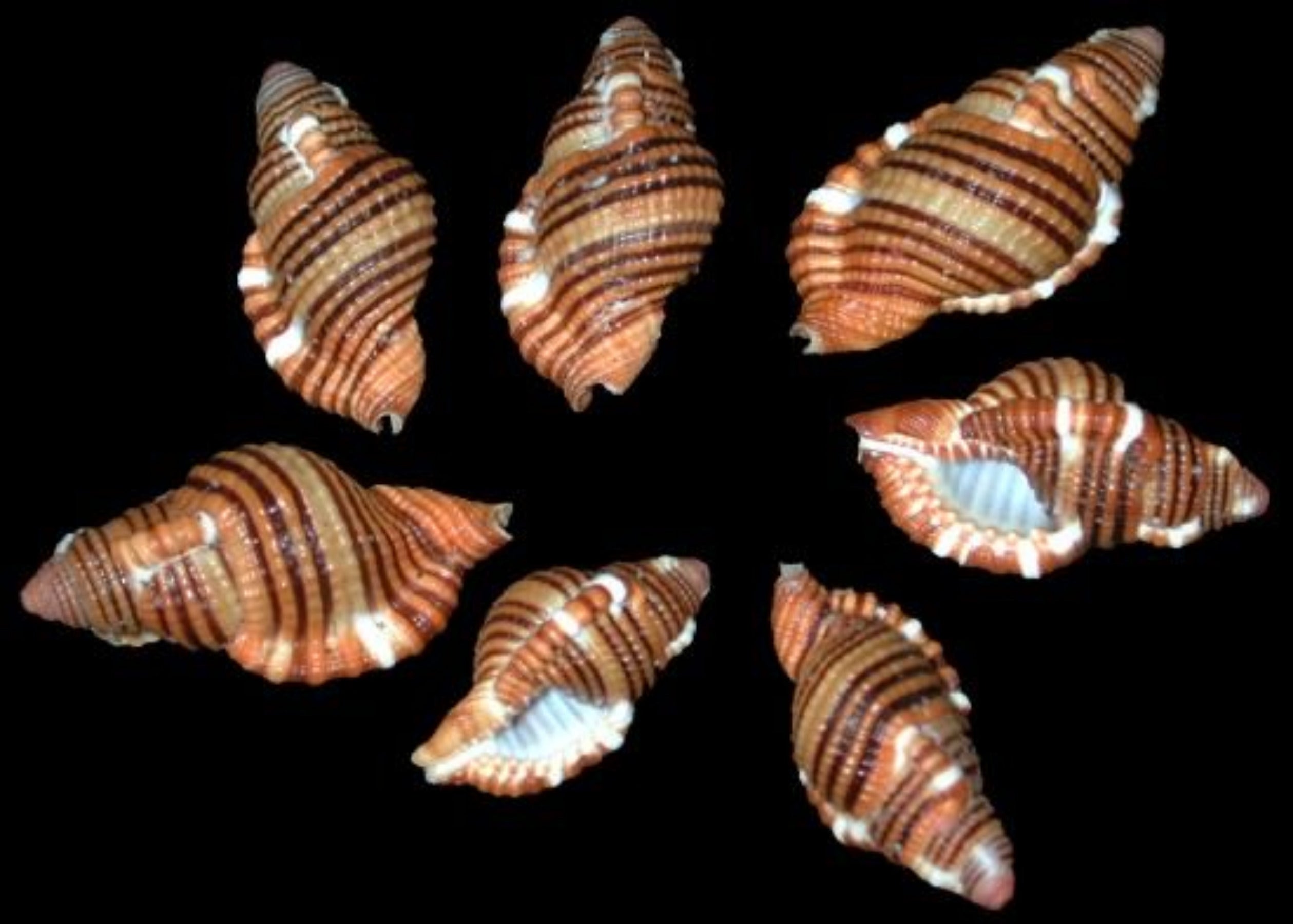 Sarlostoma Cymatium Shell measuring 1" or less Sold Each      32926