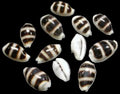 Cyprea Palmadusta Asellus 1/2" Shell OUT OF STOCK ####
