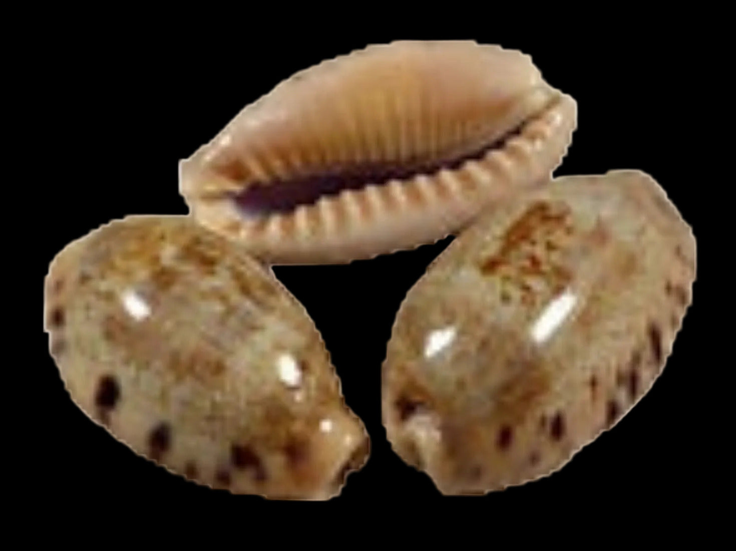 Cyprea Erronea Caurica 1 to 1 1/2" Shell  Sold Each  ####