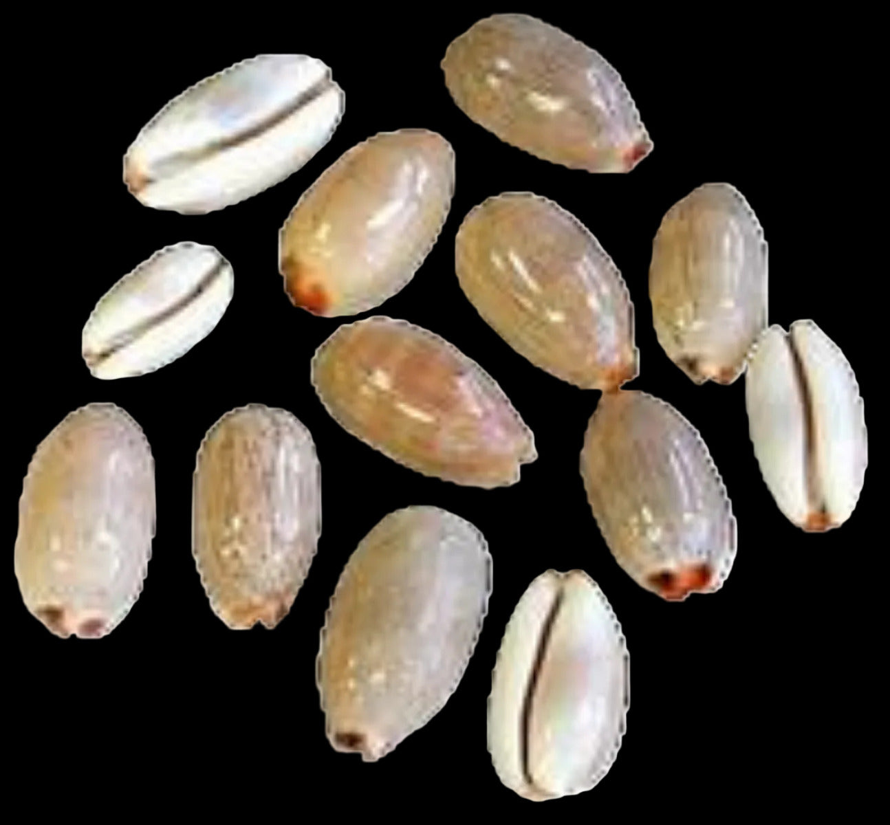 Cyprea Isabela 5/8 to 1"  Shell Sold Each ####