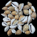 Cyprea Limacima 1/2" Shell Sold Each  ####