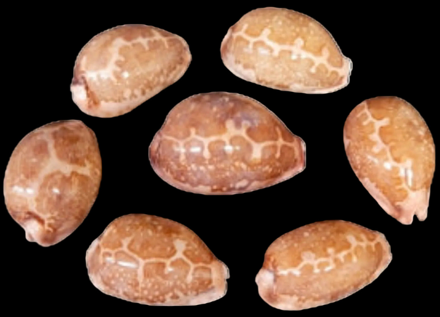 Cyprea Mappa 2 1/2 to 3" Shell Sold Each  ####