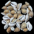 Cyprea Naria Erosa 2" or Less Shell  Sold Each  ####