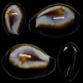 Cyprea Erronea Onyx 1 to 1 3/4" Shell Sold Each ####