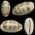 Cyprea Blasicrura Pallidula 1/2 to 1" Shell  Sold Each ####