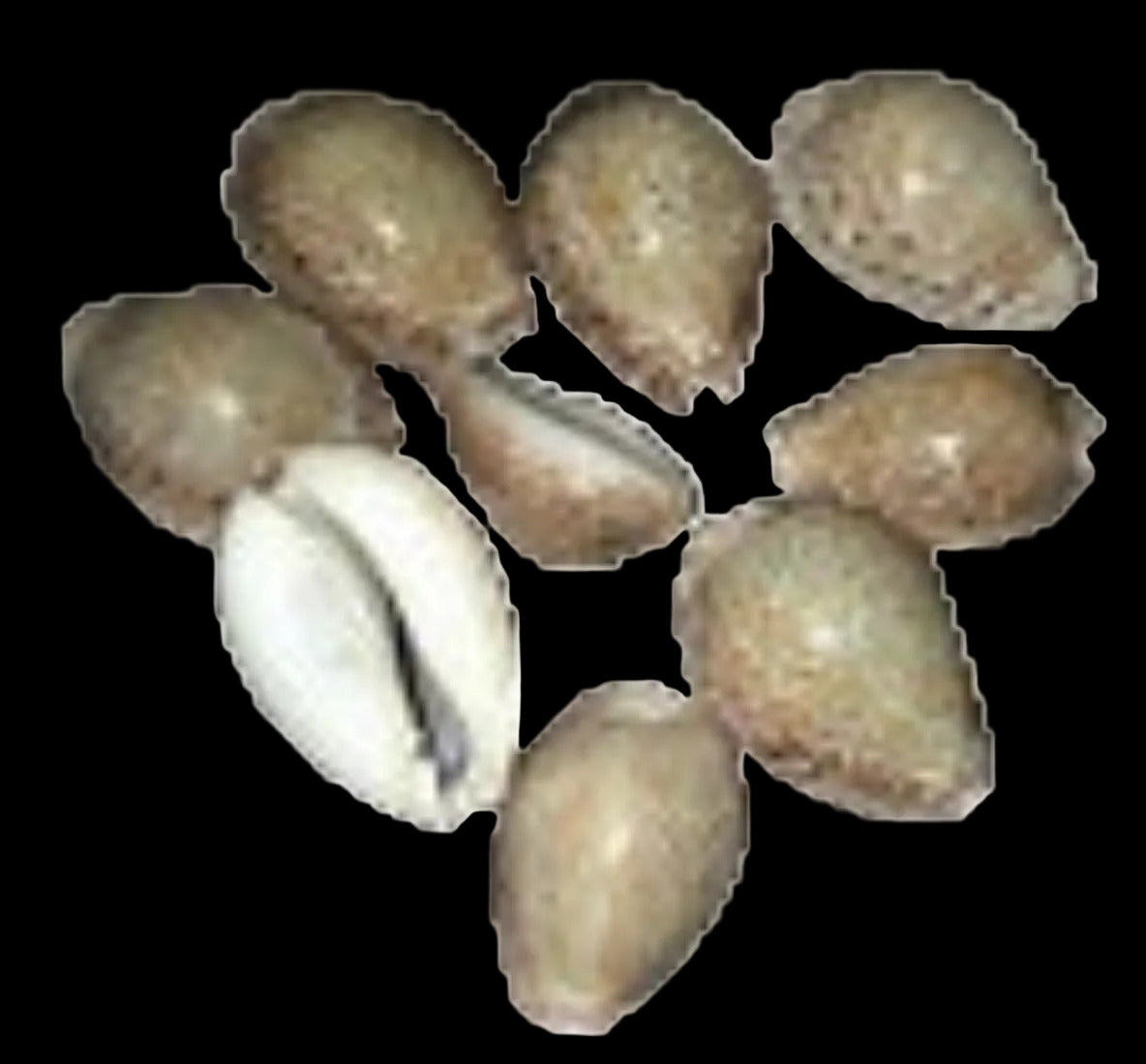 Cyprea Tarmus 2" Shell Sold Each   ####