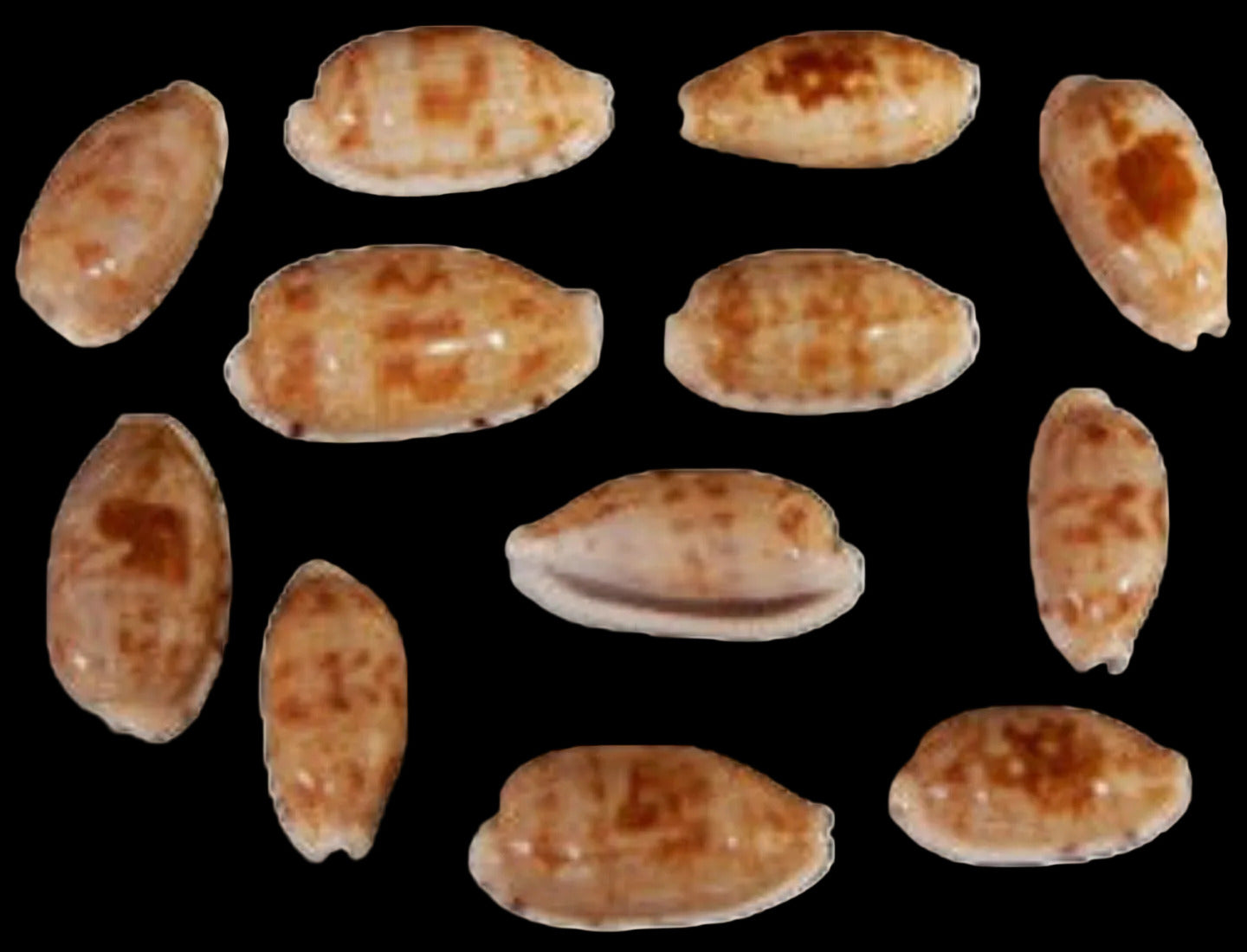 Cyprea Teres 1" Shell Sold Each  ####