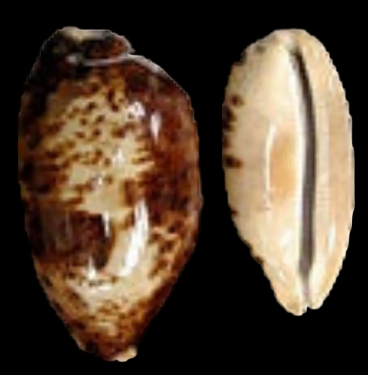 Cyprea Testudinaria 4 to 5" Shell  Sold Each   ####