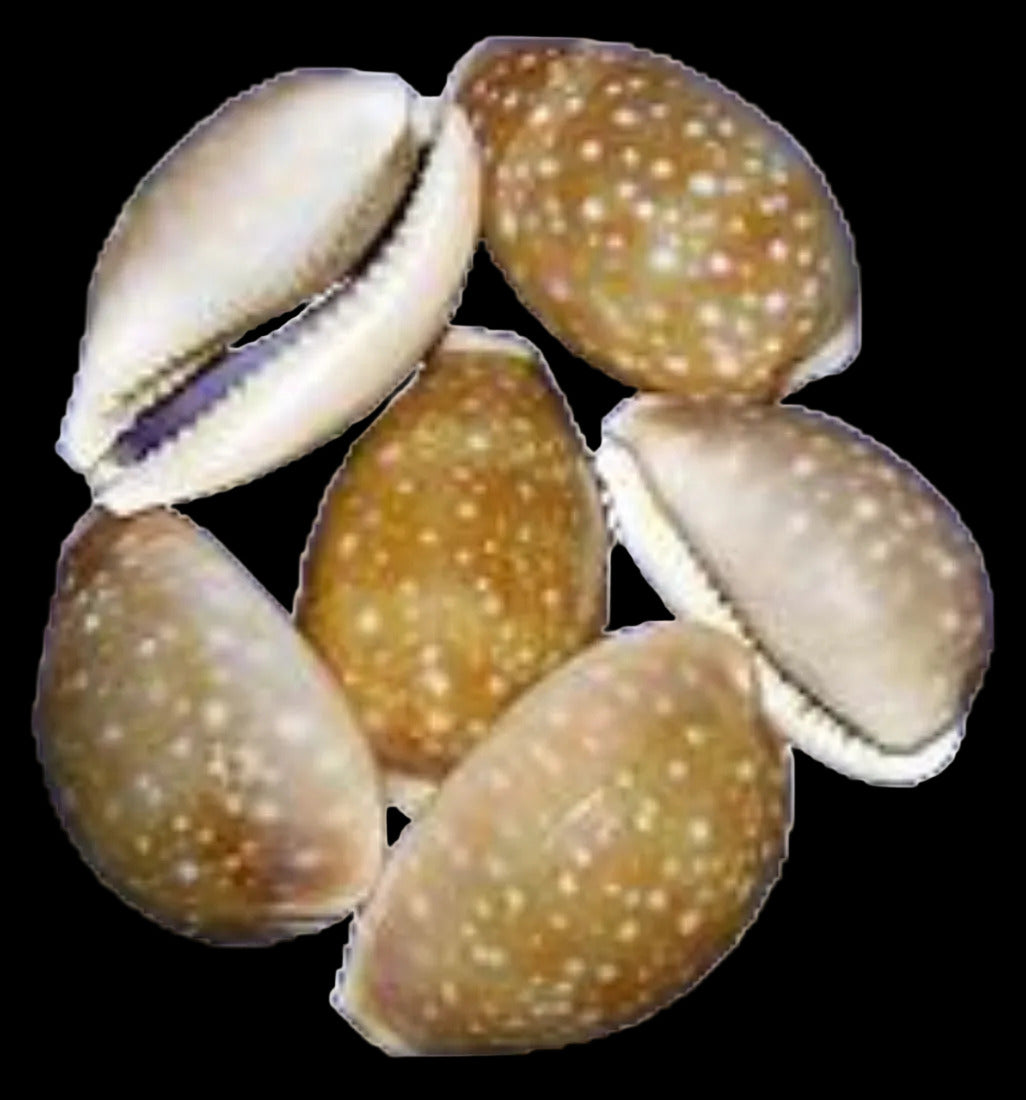 Cowrie (Deer) 1 to 2" Shell Sold Each  ####