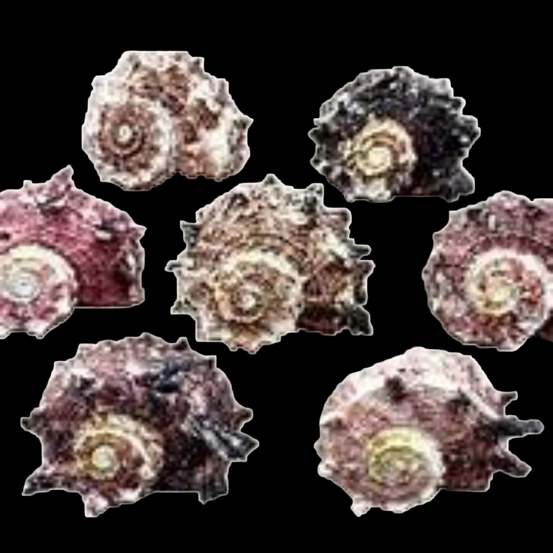 Delphinula 1 to 2 1/4" Shells Sold By The 1/4 LBS ####