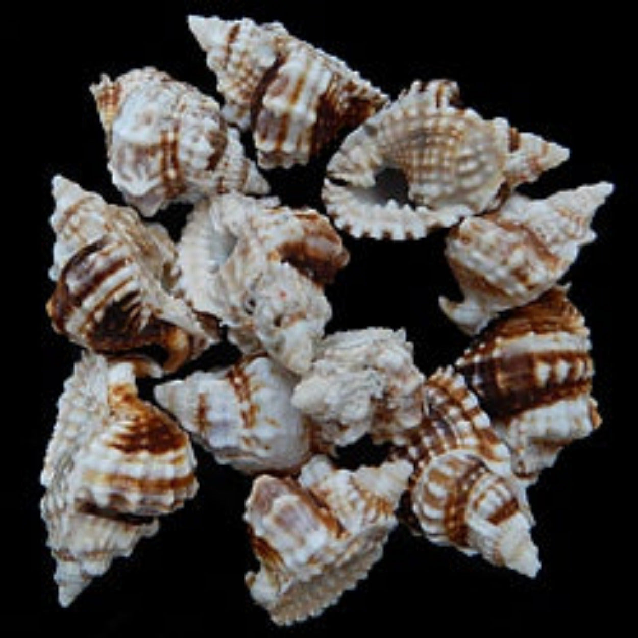 Distorsio Anus 1 1/2 to 2 1/4" Shell Sold Each  ####