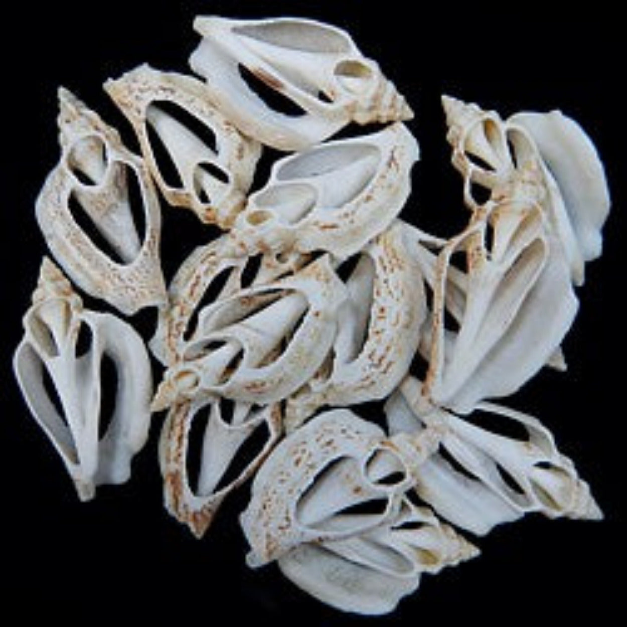 Urceus Dotted Center Cut Shells measuring 3/4 to 1 1/2" SOLD OUT 31126