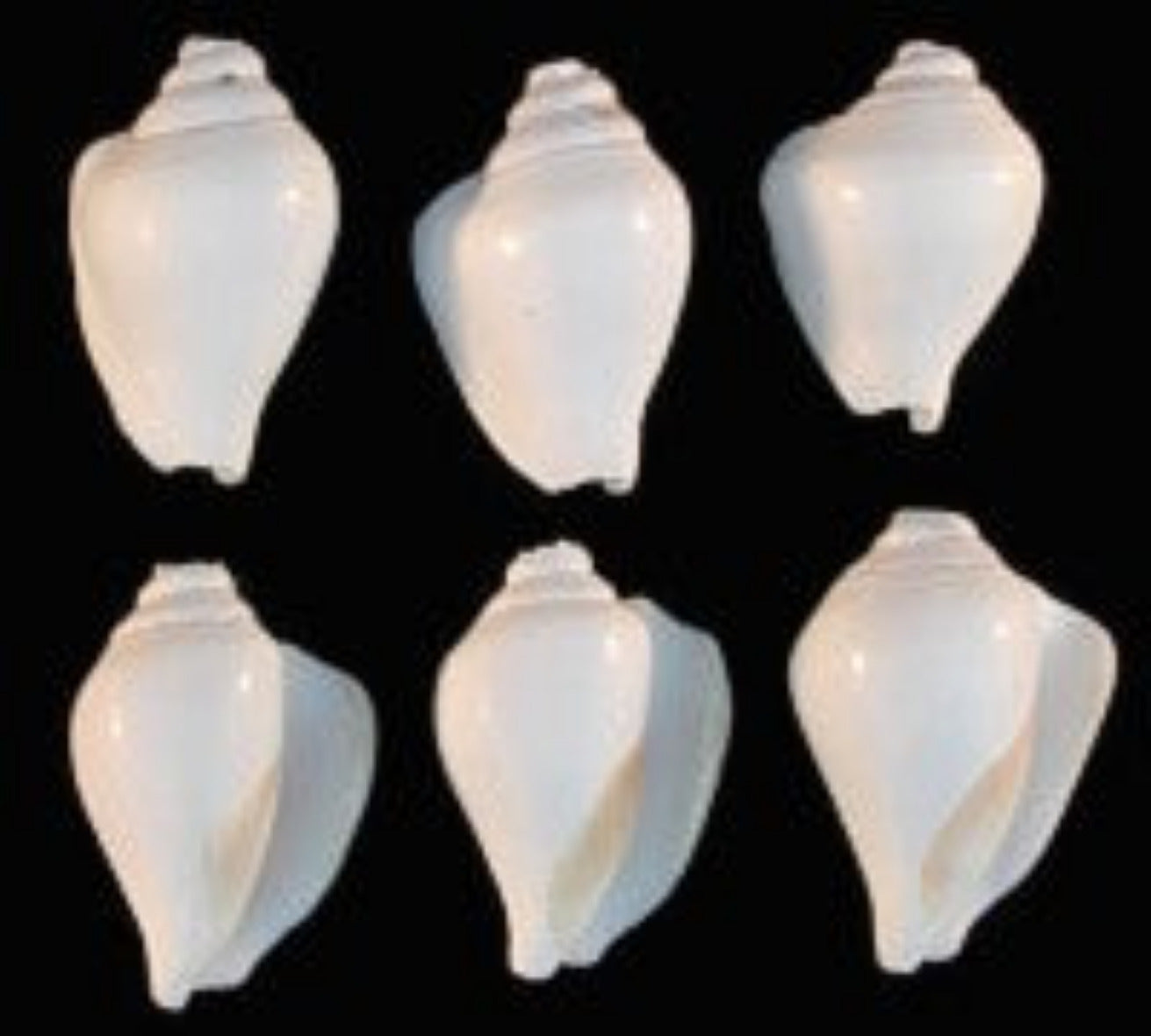 Canarium Drilled Shells 2 to 2 1/2"  Sold Each   ####