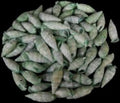 Dyed Green Cerithium Shells measuring 1/2 to 1" Sold by the 1/4 LBS      40526