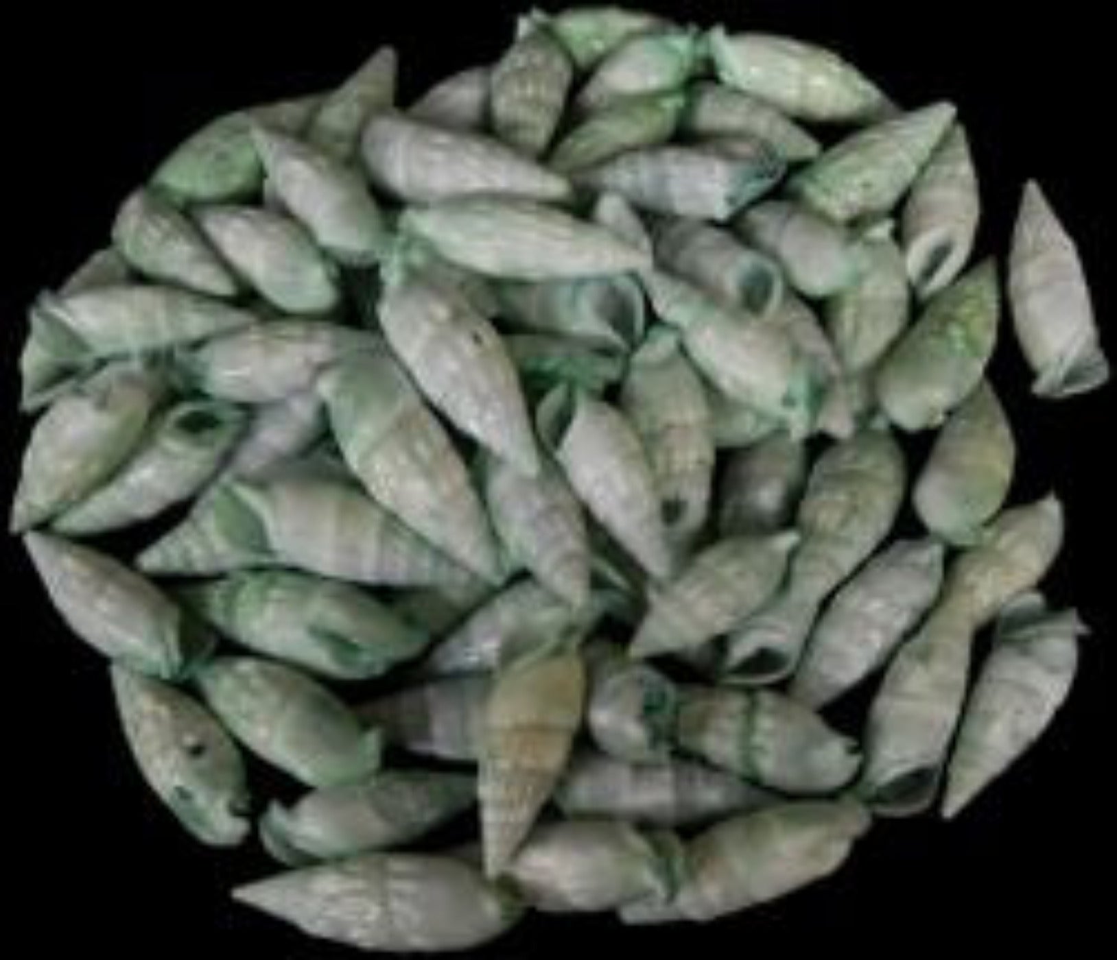 Dyed Green Cerithium Shells measuring 1/2 to 1" Sold by the 1/4 LBS      40526