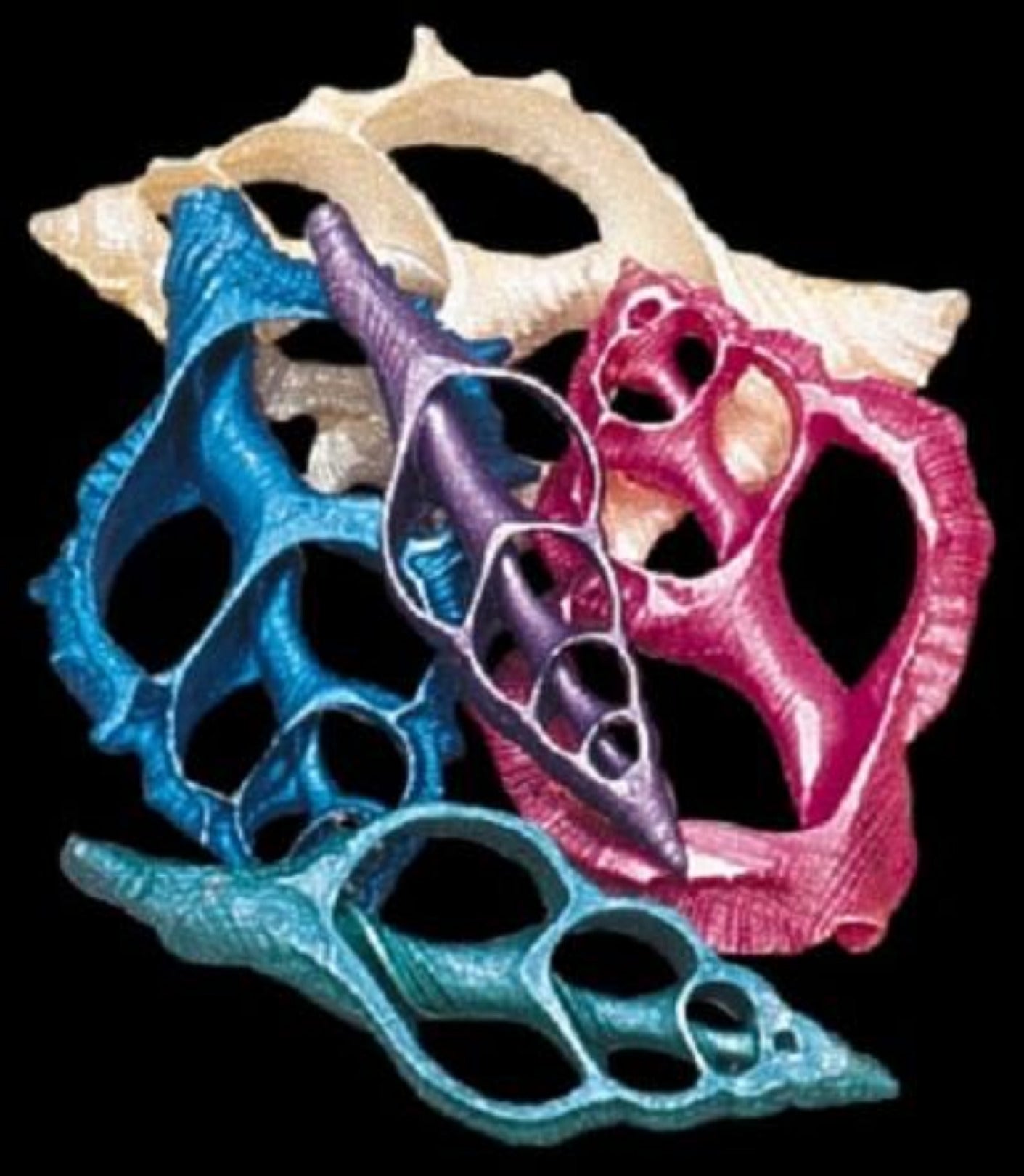 Dyed Asst Center Cut 2 to 3" Shells Sold Each   ####