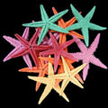 Dyed Assorted Color Starfish measuring 2 to 3" Sold Each      40526