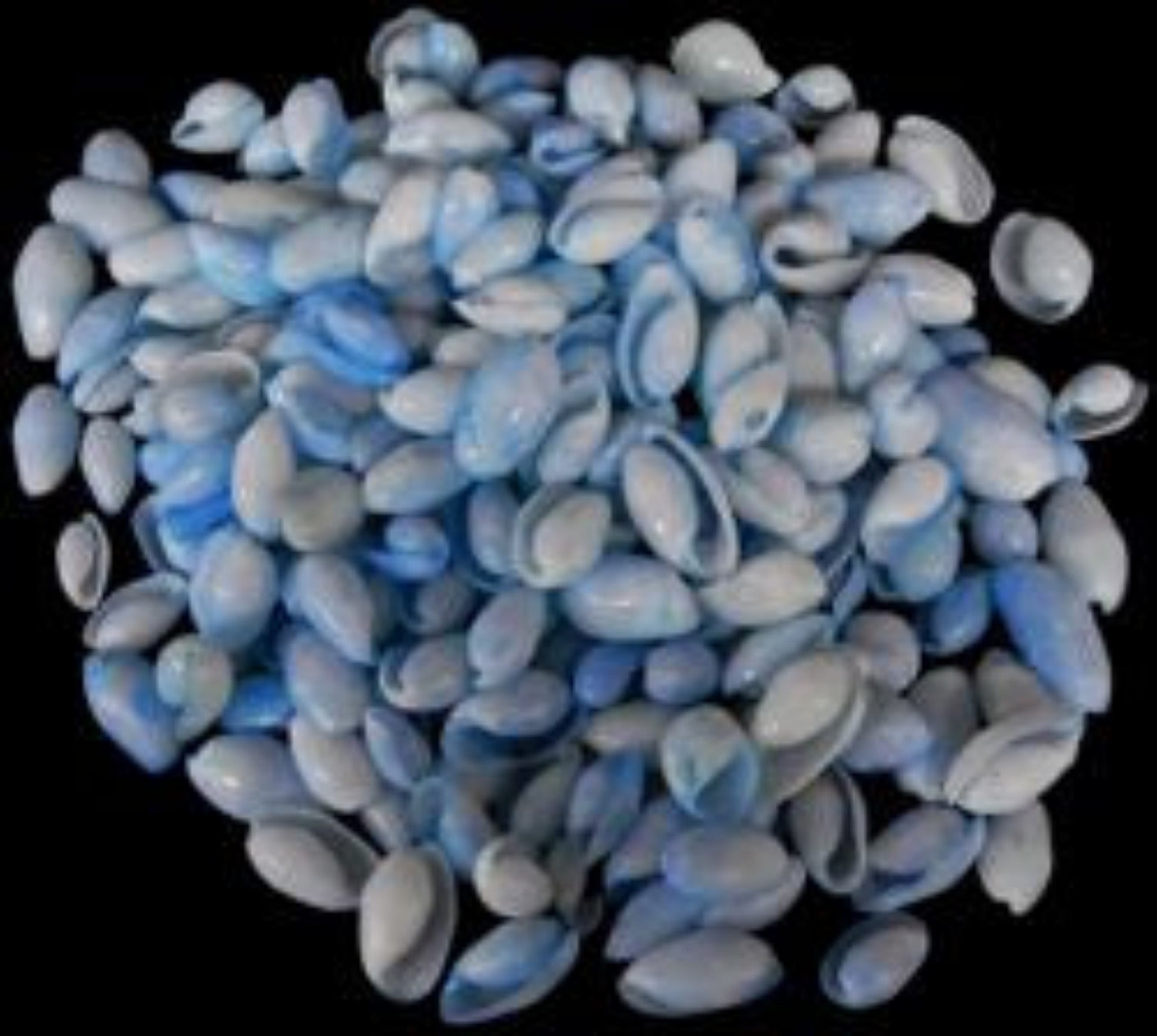 Dyed Blue Bullet Shells measuring 1/2 to 1" Sold by the 1/4 LBS       40526