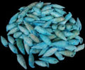 Dyed Blue Cerithium Shells measuring 1/2 to 1"  Sold by the 1/4 LBS    40526