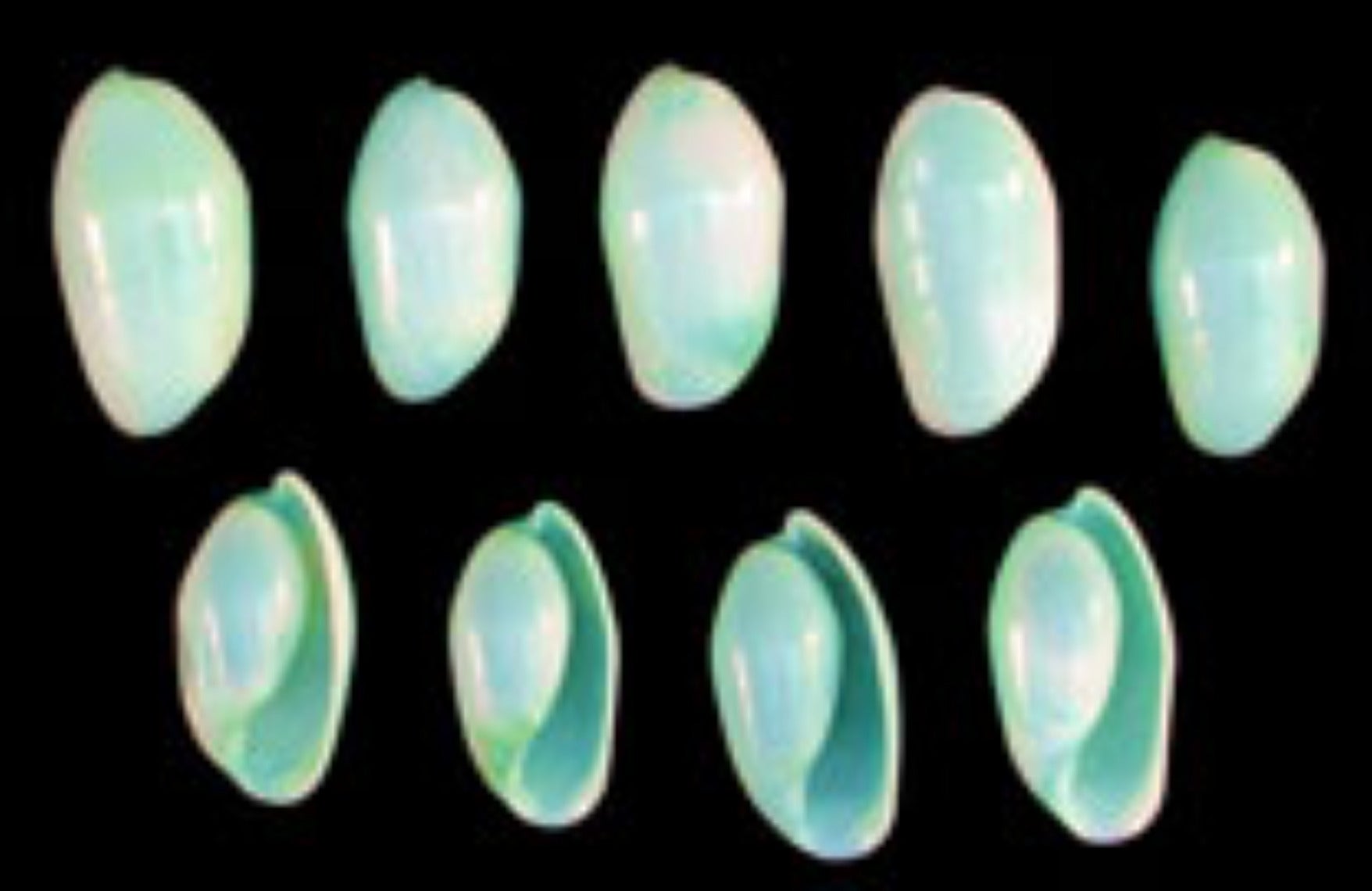 Dyed Green Bullet Shells measuring 1/2 to 1"  Sold by the 1/4 LBS    40526