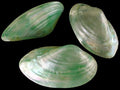 Dyed Green Clam Shell Pairs measuring 3 to 4"  Sold Each       40426