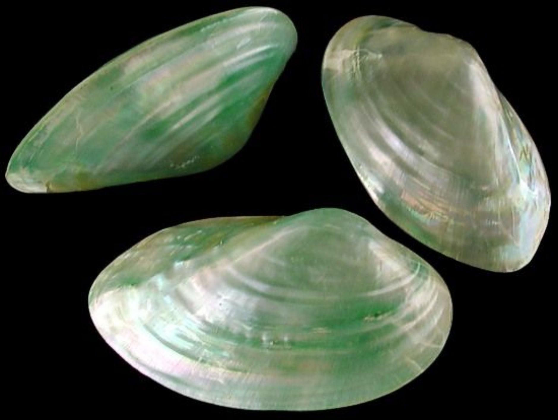 Dyed Green Clam Shell Pairs measuring 3 to 4"  Sold Each       40426