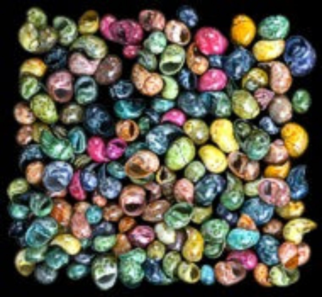 Dyed Littorina Asst 1/4" Shells Sold By The 1/4 LBS   ####