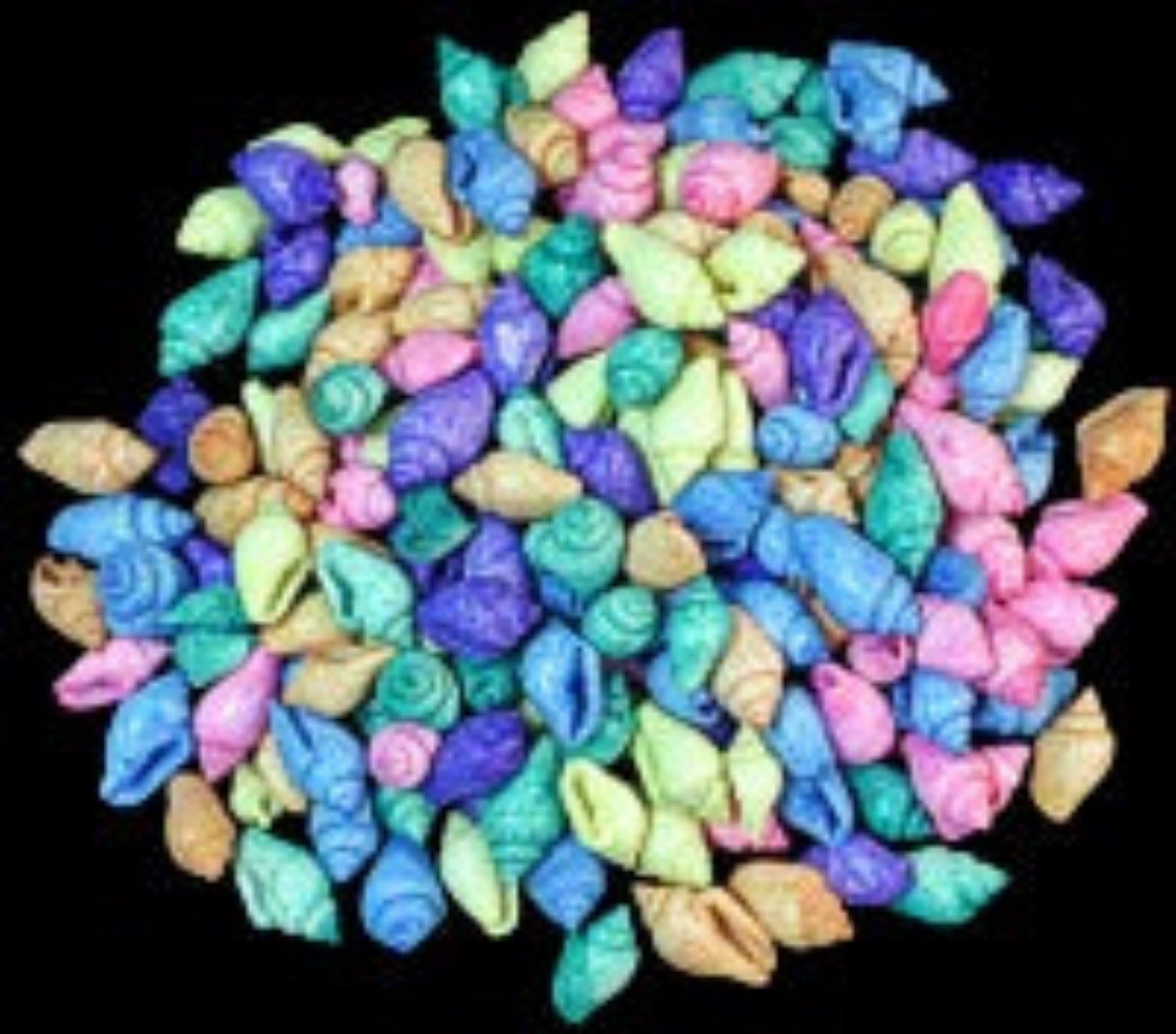 Dyed Pastel Nassa 1/2" or Less Asst Shells Sold By The 1/4 LBS  ####