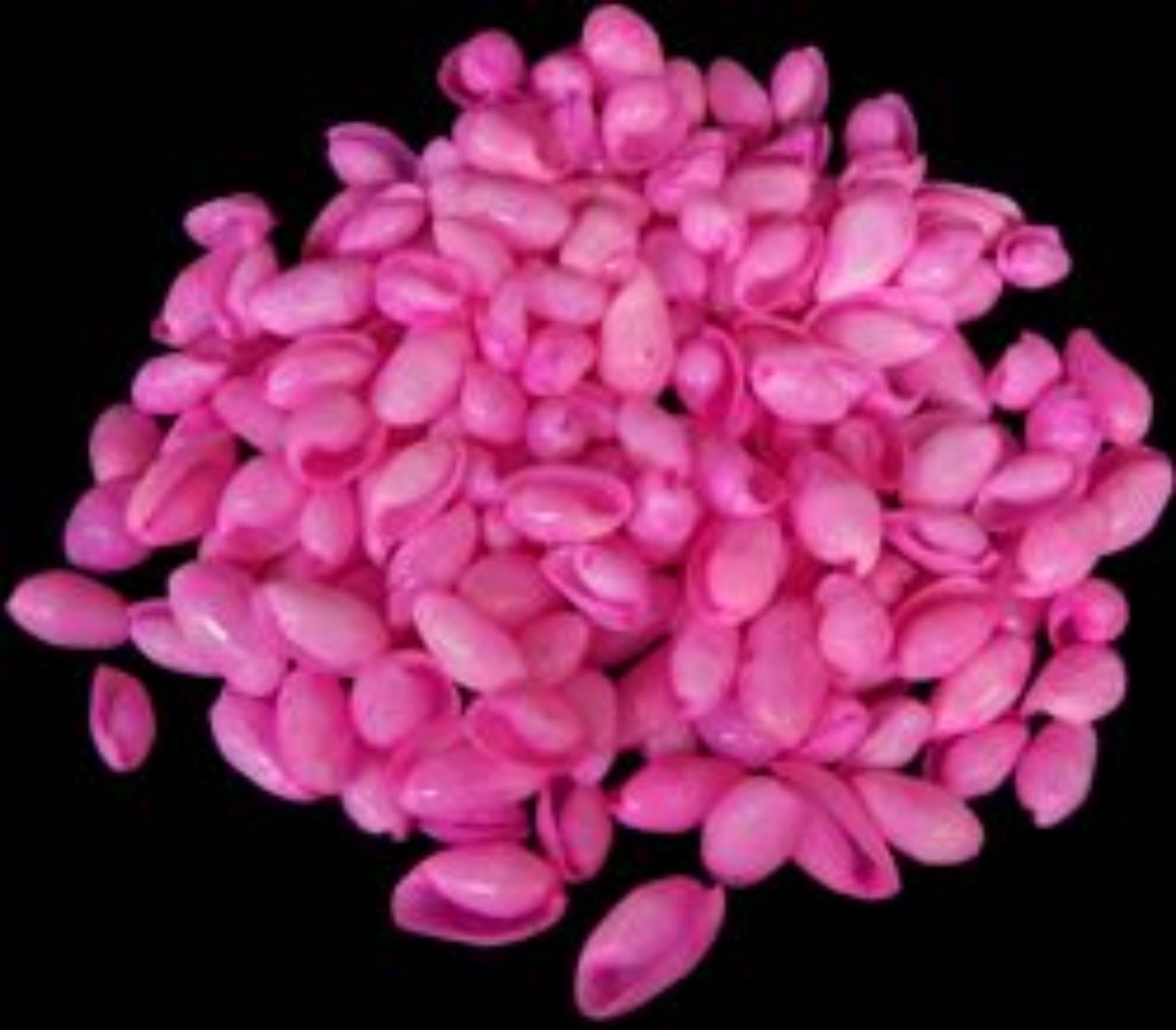 Dyed Pink Bullet Shells measuring 1/2 to 1"  Sold by the 1/4 LBS      40526