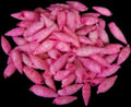 Dyed Pink Cerithium Shells measuring 1/2 to 1"  Sold by the 1/4 LBS       40526