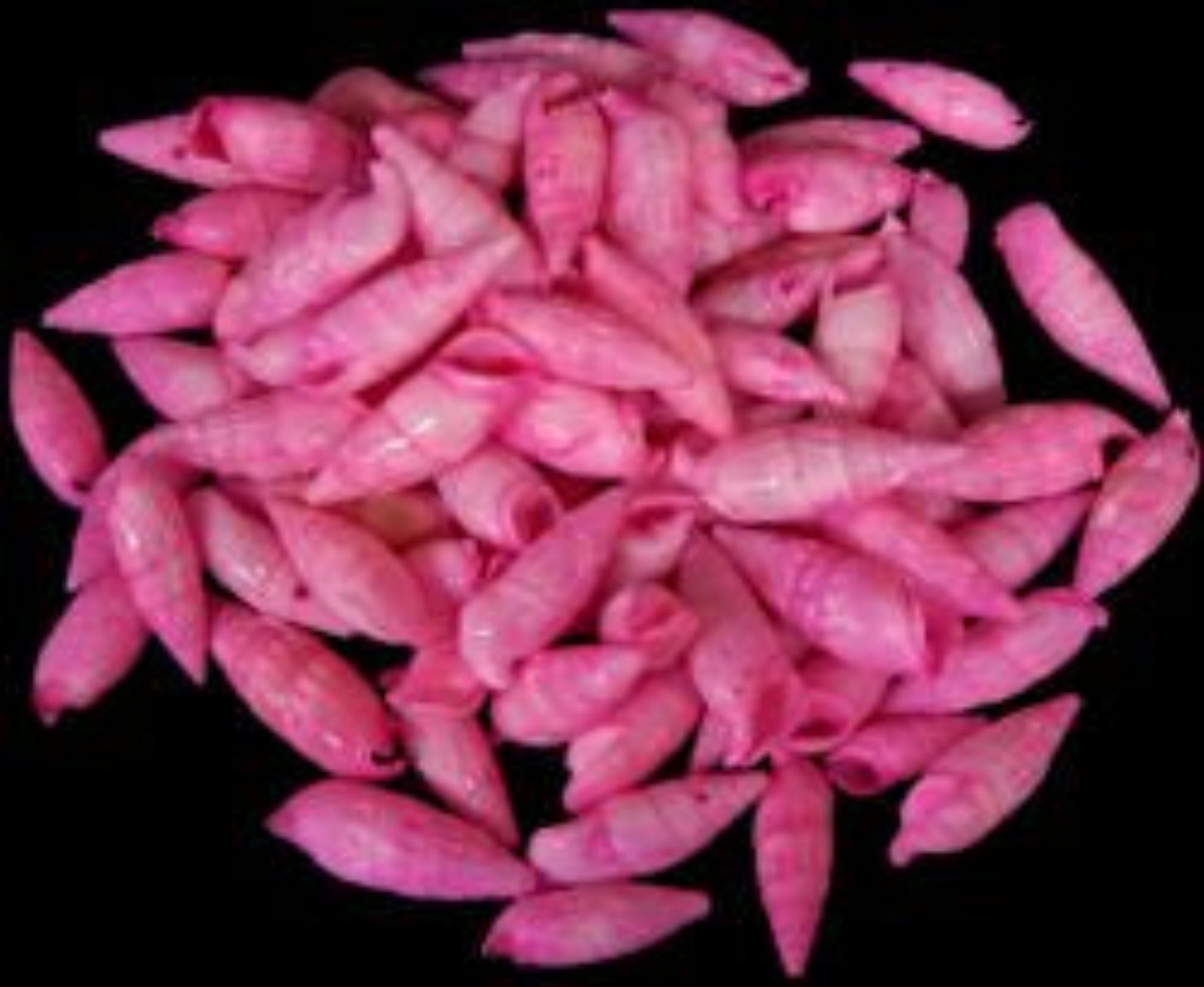 Dyed Pink Cerithium Shells measuring 1/2 to 1"  Sold by the 1/4 LBS       40526