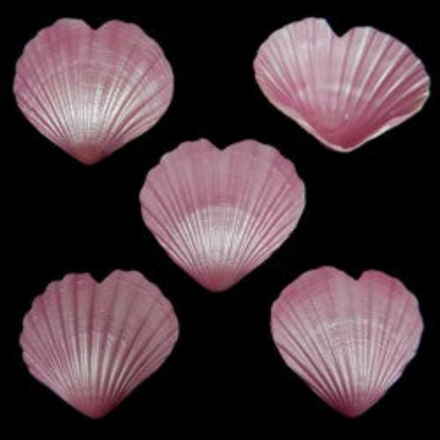Dyed Pink Heart Scallop Shell Singles measuring 4 to 5"  Sold Each       40526
