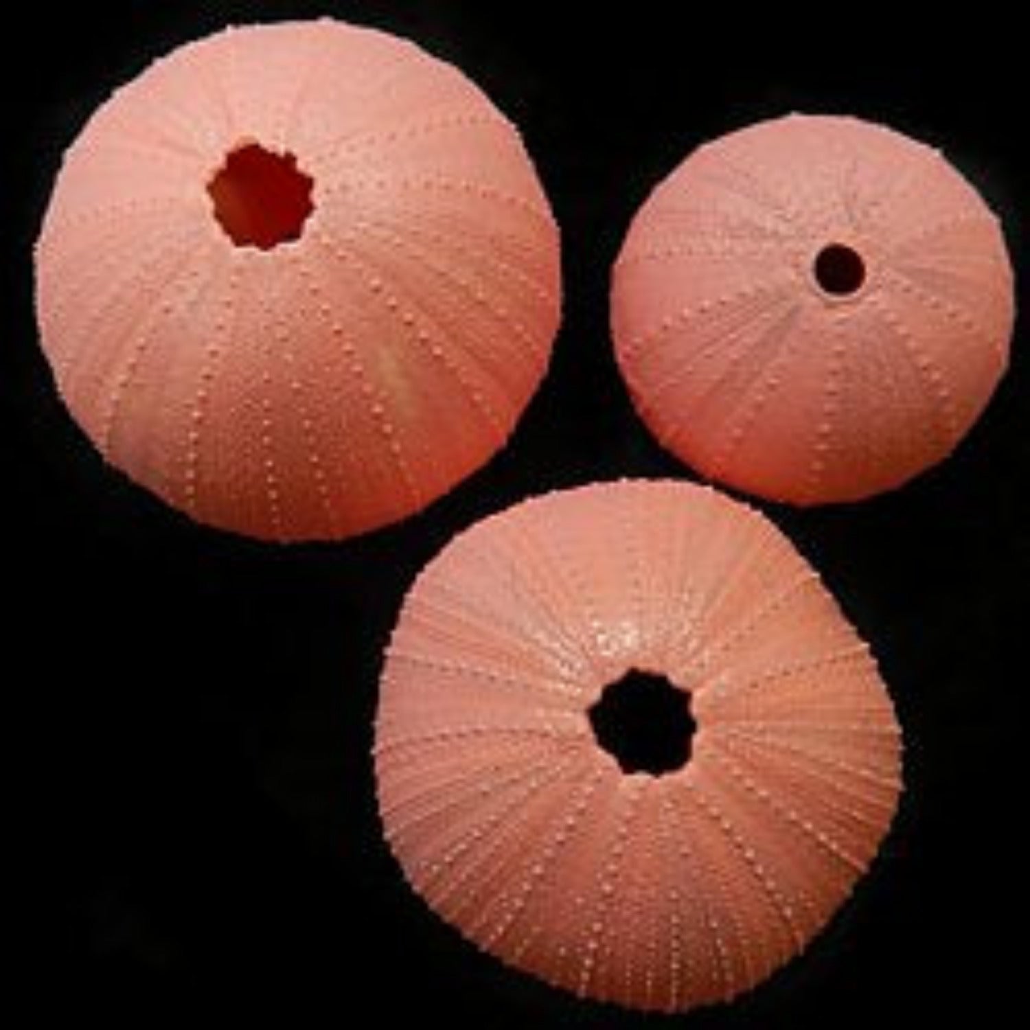 Dyed Pink THIHI Sea Urchins measuring 1 3/4 to 2"  SOLD OUT     40726
