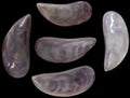 Dyed Purple Tahong Shell Pairs measuring 3 to 4"  Sold Each       40326