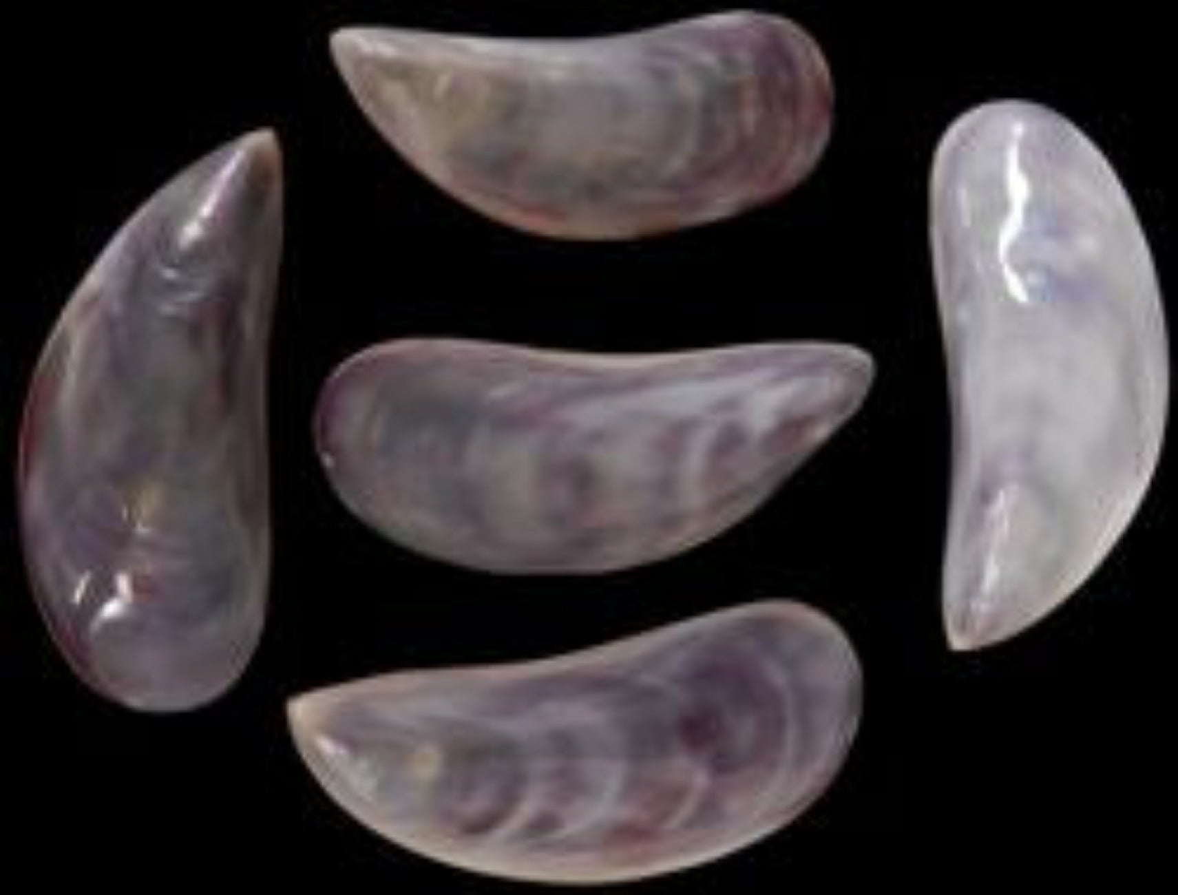 Dyed Purple Tahong Shell Pairs measuring 3 to 4"  Sold Each       40326