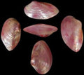 Dyed Red Clam Shell Pairs measuring 4 to 5"  Sold Each      40426